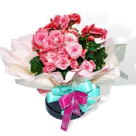 thumb-begonia-decorada-com-laco-na-box-3