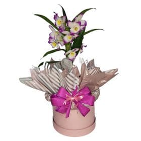 thumb-orquidea-na-box-para-presente-3