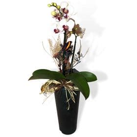 thumb-mini-orquidea-no-vaso-cone-1