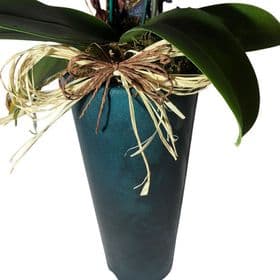 thumb-mini-orquidea-no-vaso-cone-2