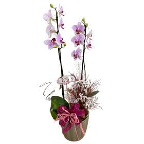 thumb-orquidea-no-vaso-polietileno-0