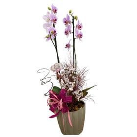 thumb-orquidea-no-vaso-polietileno-2