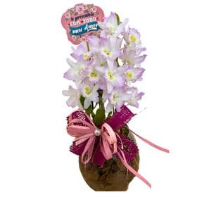 thumb-orquidea-no-vaso-de-vidro-para-presente-1