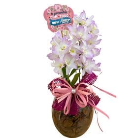 thumb-orquidea-no-vaso-de-vidro-para-presente-2