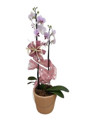 thumb-orquidea-no-vaso-de-ceramica-neutro-1