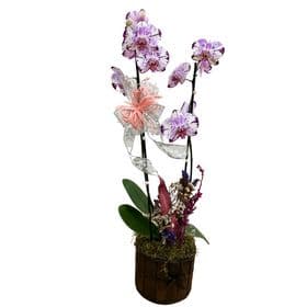 thumb-orquidea-decorada-no-cachepo-de-madeira-0