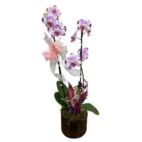 thumb-orquidea-decorada-no-cachepo-de-madeira-1