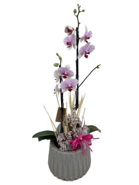 thumb-orquidea-no-vaso-despojado-1