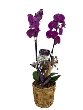 thumb-orquidea-no-cachepo-de-vime-3