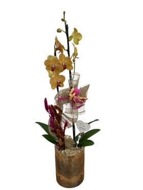 thumb-orquidea-no-tubo-dourado-1