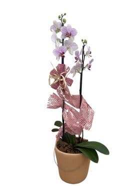 Orquídea no Vaso de Cerâmica Neutro