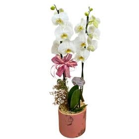 thumb-orquidea-no-cachepo-de-ceramica-0