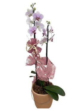 thumb-orquidea-no-vaso-de-ceramica-neutro-2