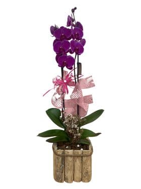 thumb-orquidea-com-vaso-rustico-3