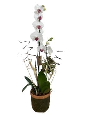 thumb-orquidea-no-vaso-de-ceramica-pintada-0