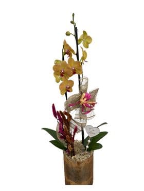 thumb-orquidea-no-tubo-dourado-2