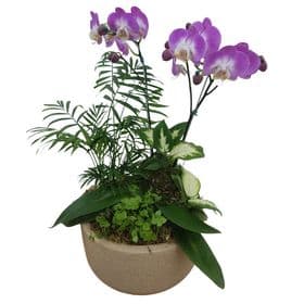 thumb-orquidea-no-vaso-de-polietileno-1