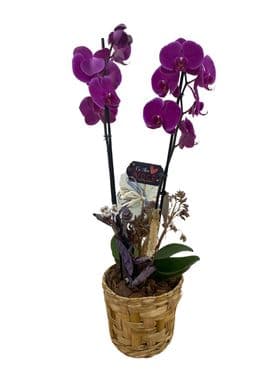 thumb-orquidea-no-cachepo-de-vime-2