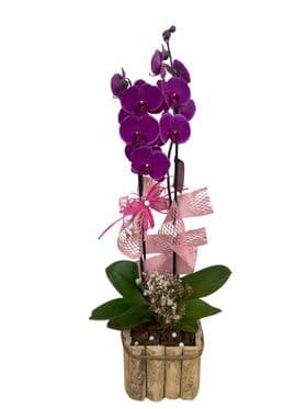 thumb-orquidea-com-vaso-rustico-1