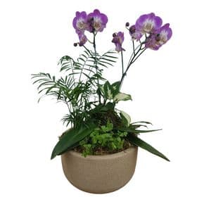 thumb-orquidea-no-vaso-de-polietileno-0