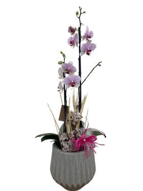 thumb-orquidea-no-vaso-despojado-3