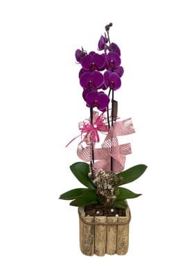 thumb-orquidea-com-vaso-rustico-2