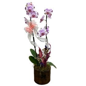 thumb-orquidea-decorada-no-cachepo-de-madeira-2