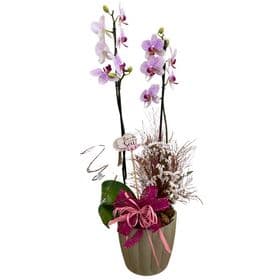 thumb-orquidea-no-vaso-polietileno-1