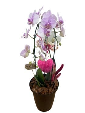 thumb-orquidea-no-vaso-cone-1