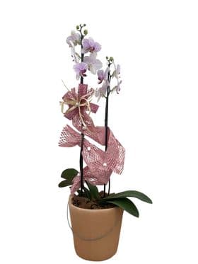 thumb-orquidea-no-vaso-de-ceramica-neutro-0