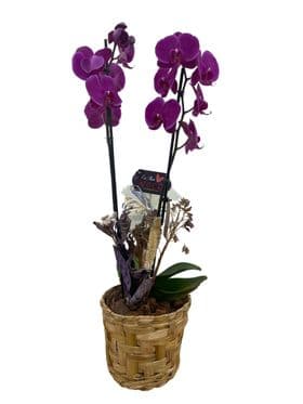 thumb-orquidea-no-cachepo-de-vime-1